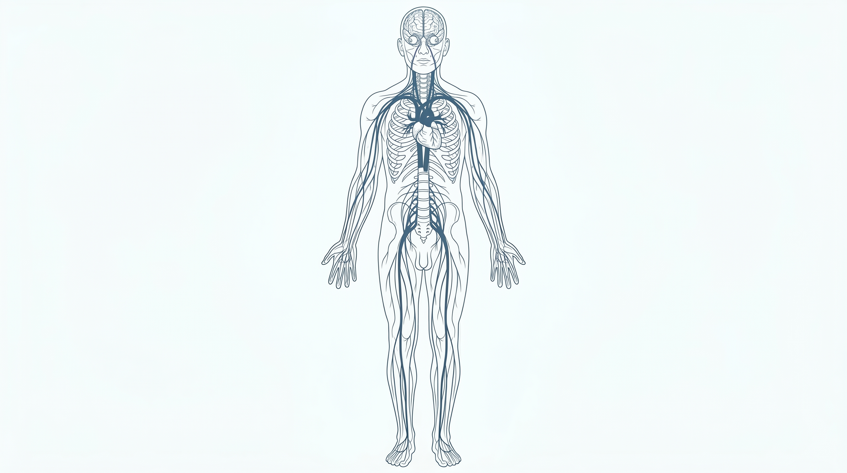 The Central and Peripheral Nervous System